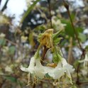 Lonicera x purpusii fleur P1D